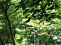 夏の庭の写真