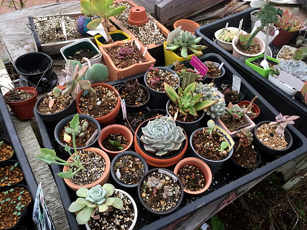 多肉植物の写真１