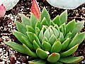 多肉植物の写真２
