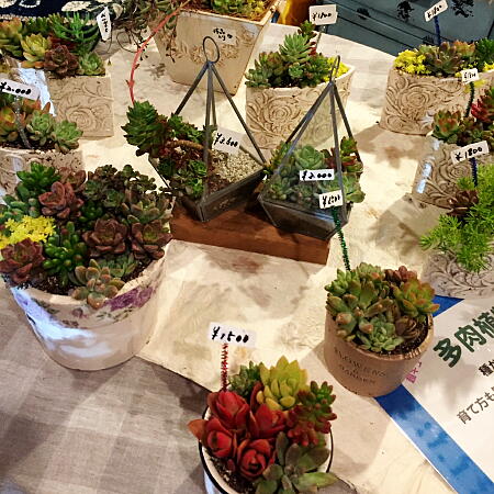 多肉植物の写真３