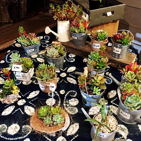 多肉植物の写真５