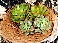 多肉植物の写真５