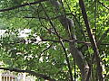 昨年のハワイアンコンサートの写真１
