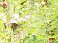 昨年のハワイアンコンサートの写真２