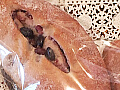 黒豆パンの写真
