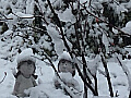 雪景色の写真１